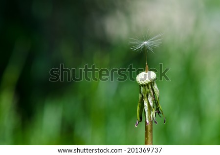 A single fragile seed on top of s dandelion stem Stock photo © 