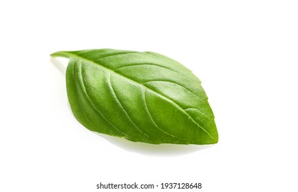 Single Fresh Basil Leaf Isolated On White Background.