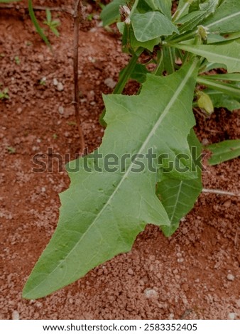 Single fresh dandelion leaf at backyard garden. Dandelion leaf can be eaten cooked or raw. Plant, crop. Dandelions.