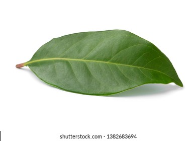 3 Daun salaam Images, Stock Photos & Vectors | Shutterstock