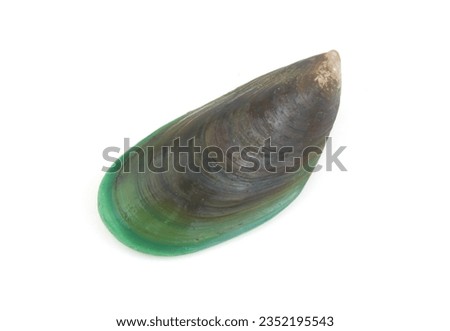 Single fresh green mussel isolated on white background, Perna Viridis mussel.