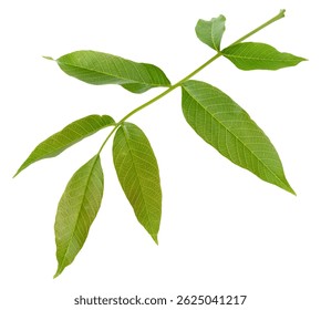 Single fresh green walnut leaf Juglans regia, isolated background