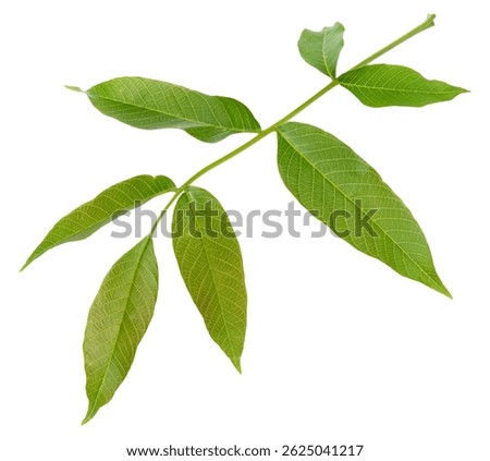 Single fresh green walnut leaf Juglans regia, isolated background