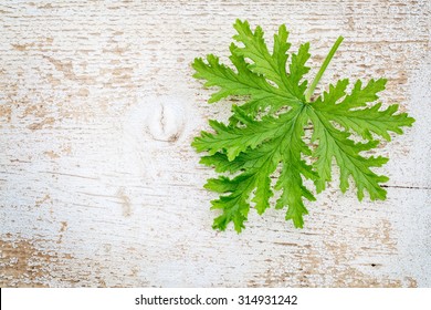 Single Fresh Leaf Of Citronella (mosquito Plant, Scented Geranium) On A White Painted Weathered Barn Wood Background