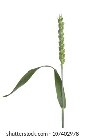 Single Fresh Organic Wheat Stalk On White Background