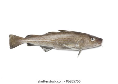 Single Fresh Raw Atlantic Cod Fish Isolated On White Background