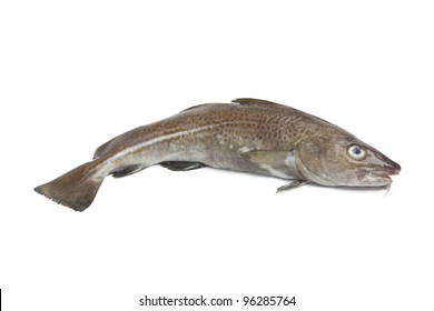 Single Fresh Raw Atlantic Cod Fish Isolated On White Background