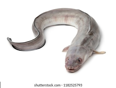 Single fresh raw european conger eel  isolated on white background