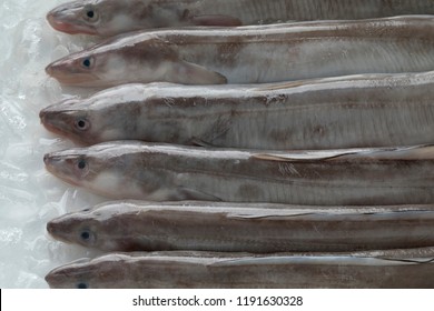 Single fresh raw european conger eels on ice