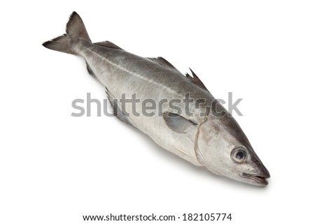 Single fresh raw pollock fish isolated on white background