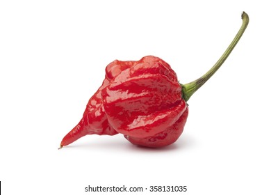Single fresh red scorpion chili pepper white background