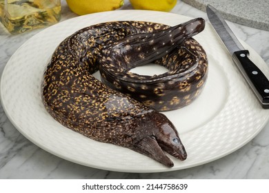 Single Fresh Whole Raw Moray Eel,  Muraenidae, On A Plate Close Up