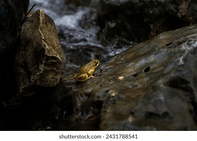 Single frog sitting alone between rock watching forest stream.