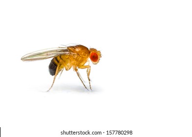 Single fruit fly (drosophila melanogaster) on white background