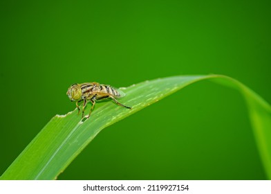 Single fruit fly (drosophila melanogaster) on green leaf