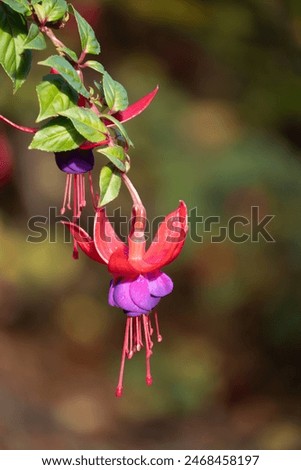 Single fuchsia flower in focus, with second flower in background. Fuchsia are half-hardy perennials and common in ornamental gardens.