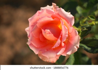 Single Fully Bloomed Sunset Sky Colored Rose