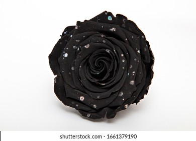 Picture free single black rose Black Rose