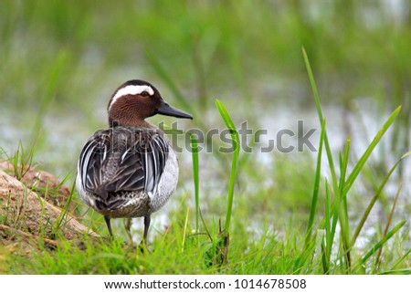 Single Garganey duck bird on grassy wetlands during a spring nesting period Zdjęcia stock © 
