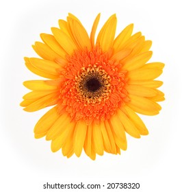 Single Gerber Daisy On White Background Stock Photo 20738320 | Shutterstock