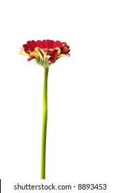 single gerbera