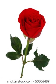 a single gift rose