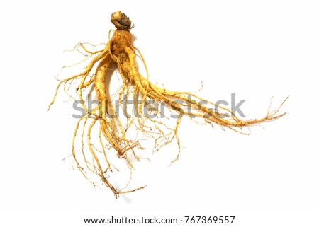 single ginseng root