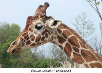 Single Giraffe Eating.
Columbus Zoo, Ohio