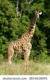 A single giraffe facing the camera with trees behind 