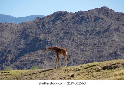 A single giraffe in front of a mountain range