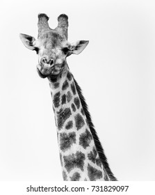 Single Giraffe looking directly at camera while chewing.  High contrast black and white