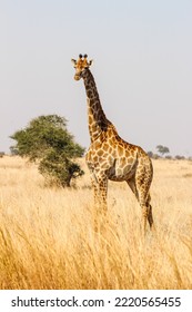 Single giraffe looking in Kruger Park savanna