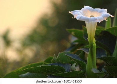single glowing or illuminated Indian Datura or holy flower in the early morning with natural back light with bokeh background