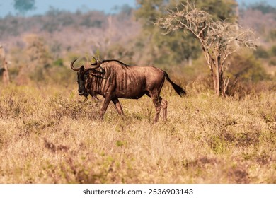 A single Gnu walking on herbs in the jungle on a sunny day