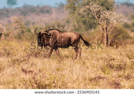 A single Gnu walking on herbs in the jungle on a sunny day