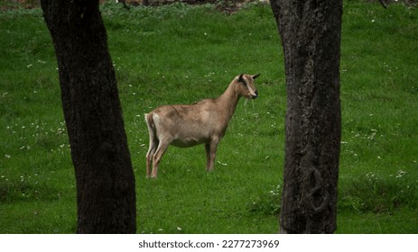 Single goat standing in a grassy field between two trees - Shutterstock ID 2277273969