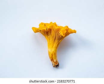 A single golden Chanterelle mushroom with dirt and moss on roots from forest. Detailed mushroom on white. Mushroom picking tradition. Isolated on white