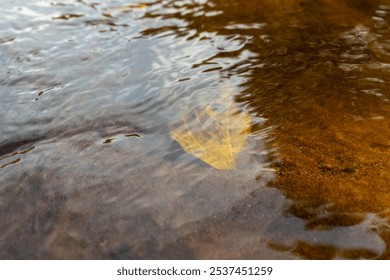 A single, golden leaf floats in the shallow, clear water of a stream. Ripples from a light current can be seen on the surface of the water. The bottom of the stream is visible through the water. - Powered by Shutterstock