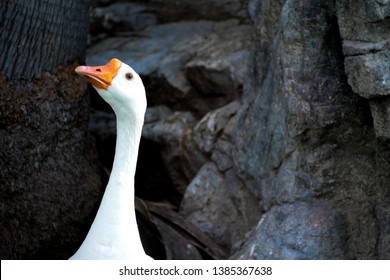 A single goose head, neck and beak, among rocks and tree trunk in the background. Close up of a single goose in a park on a sunny day. White goose with dark blackish background.