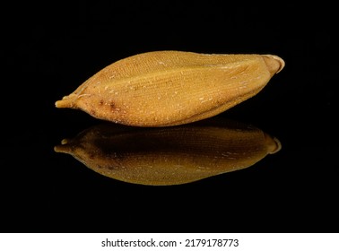 Single Grain Of Paddy Rice Macro