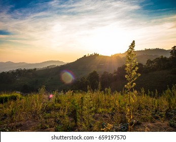 The Single Grass Standing In Front Of The Tea Plantation With Flare From Sunlight, Mon Jam, Chiangmai, Thailand.