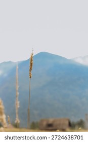 A single grass stem rises in focus while large mountains loom in the background. Distant blurred structures suggest human presence in a rural area. Blue sky enhances the natural setting.