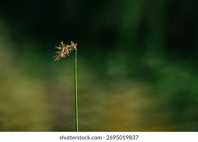 Single grass stem with soft bokeh background – minimal nature macro photo symbolizing simplicity, calm, and natural beauty