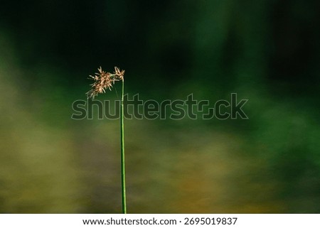 Single grass stem with soft bokeh background – minimal nature macro photo symbolizing simplicity, calm, and natural beauty