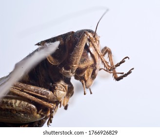 a single grasshopper in front of a bright background 