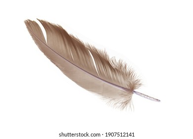 Single Gray Bird Feather Isolated On White Background. Feather Pen. Symbol Or Logo.