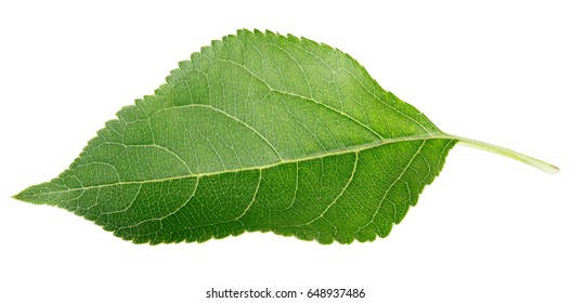 Single Green Apple Leaf Isolated On White Background