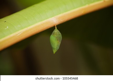 Single green butterfly cocoon hanging from a leaf waiting for blue morpho to emerge