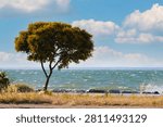 Single green deciduous tree standing on a grassy coast with windy wavy sea water under a blue sky filled with fluffy white clouds on a sunny day.