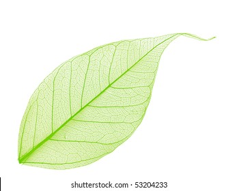 Single green decorative skeleton leaf, element for your design
